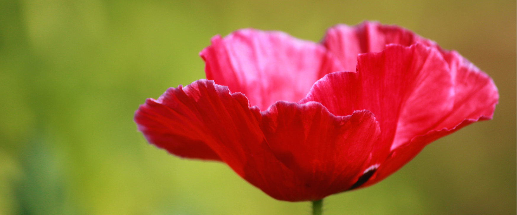 Mohnblume in einer Wiese. Bild zu Embrace - Feminine Yoga in Baden.