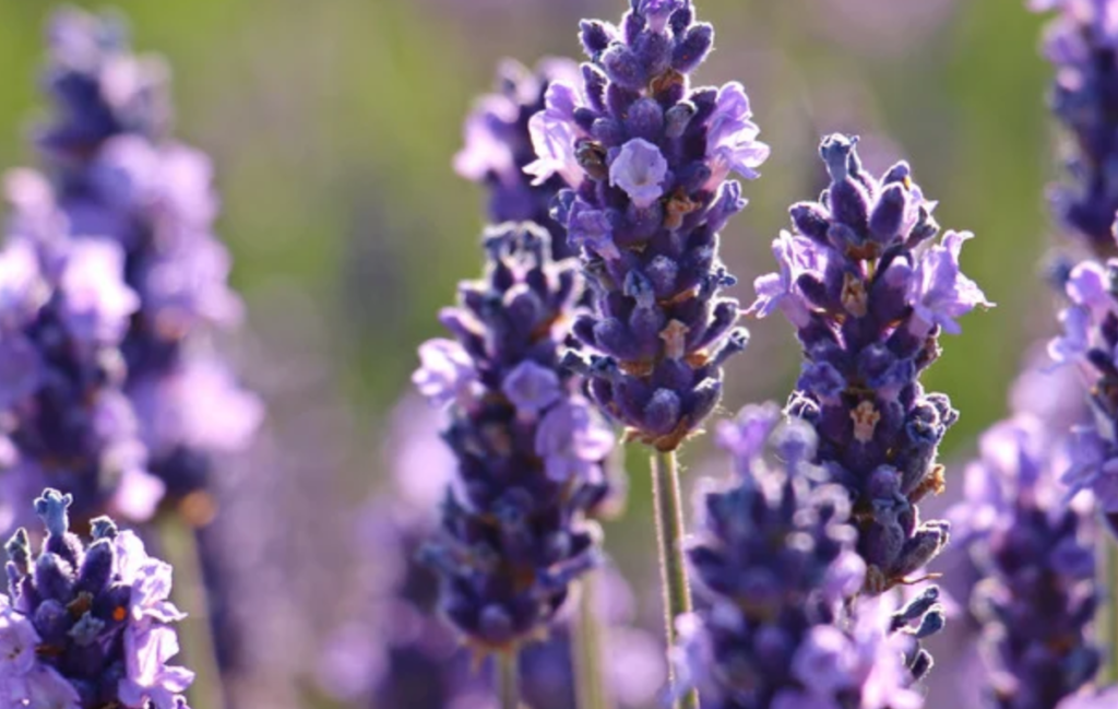 Lavendel Nahaufnahme. Frauenkreise in Meilen.